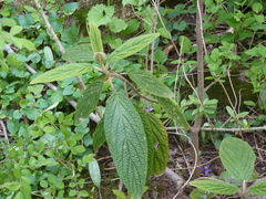 Viburnum rhytidophyllum