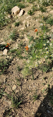 Adonis aestivalis, photograph 2