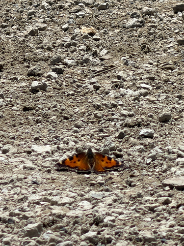 iNaturalist observation photo of California Tortoiseshell