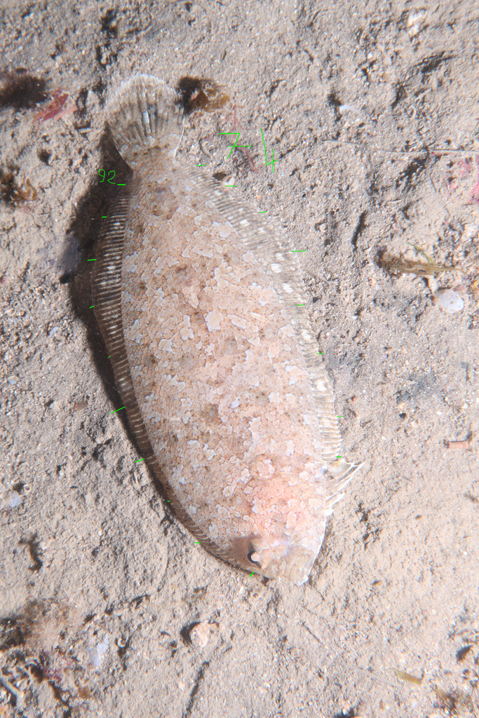 Imperial Scaldfish