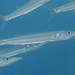 Bigeye Barracuda - Photo (c) Mark Rosenstein, some rights reserved (CC BY-NC-SA), uploaded by Mark Rosenstein