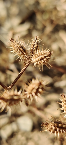 Caucalis platycarpos