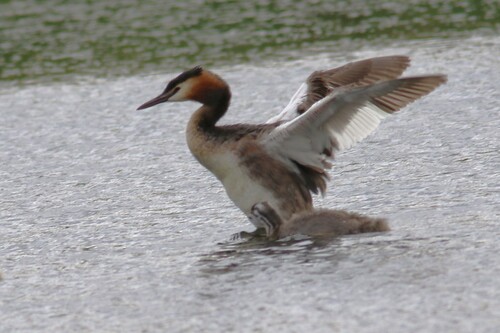 iNaturalist image