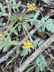 Cymopterus longipes