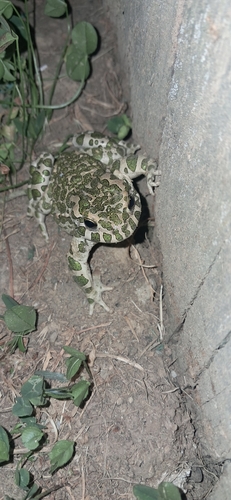 Green Toad