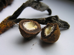 Elaphomyces muricatus