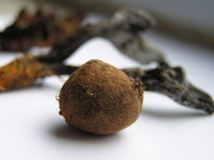 Elaphomyces muricatus