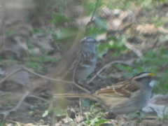 Zonotrichia albicollis