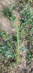 Adonis aestivalis