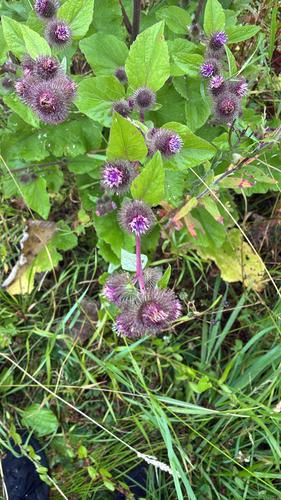 lesser burdock