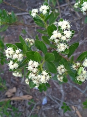 Baccharis macrantha