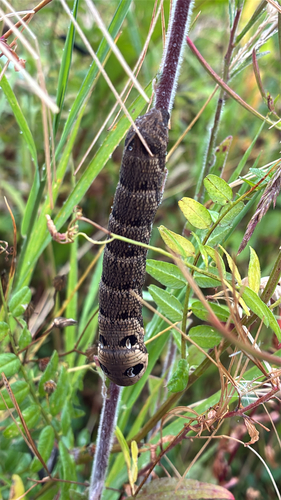 Elephant Hawkmoth