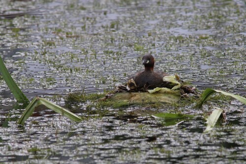 iNaturalist image