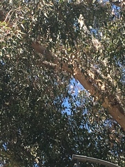 Patagioenas fasciata