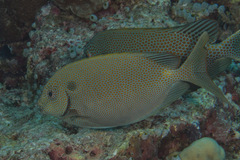 Siganus punctatus