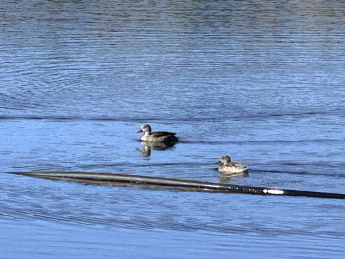 iNaturalist image