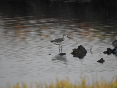 iNaturalist image