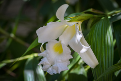 Sobralia macrantha