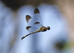 Macrothemis inequiunguis