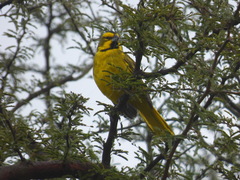 Gubernatrix cristata