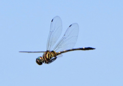 Macrothemis inequiunguis