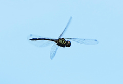 Macrothemis inequiunguis