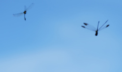 Macrothemis inequiunguis