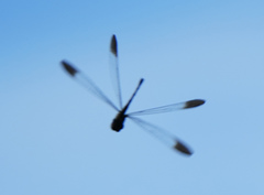 Macrothemis inequiunguis