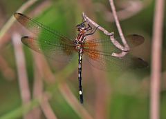 Macrothemis inequiunguis