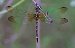 Macrothemis inequiunguis