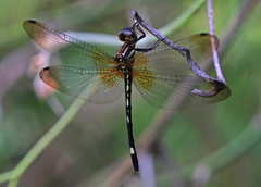 Macrothemis inequiunguis