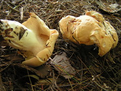 Hydnum subolympicum