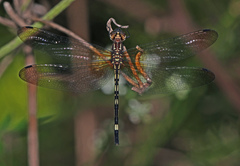 Macrothemis inequiunguis