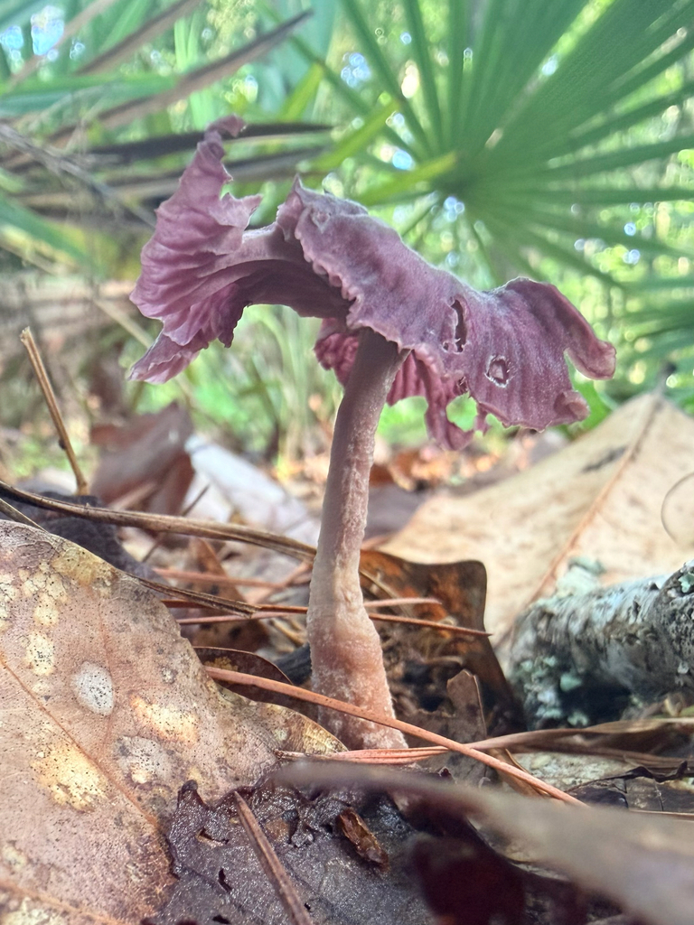 Gymnopus iocephalus · July 2026 · photo: Photo: (c) Melissa Meadows, some rights reserved (CC BY) · iNaturalist