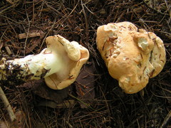 Hydnum subolympicum