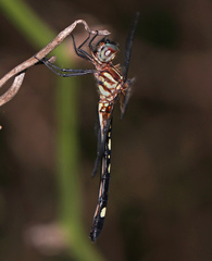 Macrothemis inequiunguis