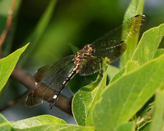 Macrothemis inequiunguis