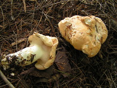 Hydnum subolympicum