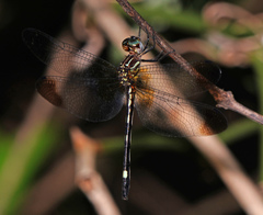 Macrothemis inequiunguis