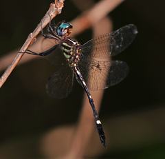 Macrothemis inequiunguis