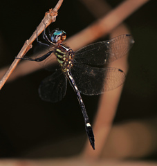 Macrothemis inequiunguis