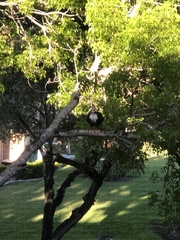 Cairina moschata domestica