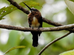 Brachygalba lugubris