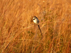 Alectrurus risora
