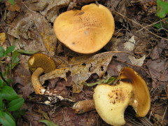 Suillus punctipes