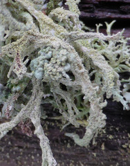 Tremella everniae