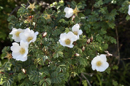 Rosa alberti