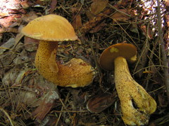 Suillus punctipes