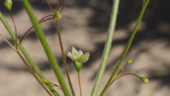 Eriogonum ordii