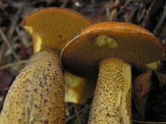 Suillus punctipes